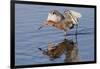 Reddish Egret Hunting-Hal Beral-Framed Premium Photographic Print