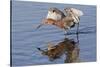 Reddish Egret Hunting-Hal Beral-Stretched Canvas