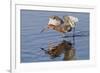 Reddish Egret Hunting-Hal Beral-Framed Photographic Print