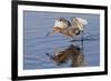 Reddish Egret Hunting-Hal Beral-Framed Photographic Print