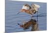 Reddish Egret Hunting-Hal Beral-Mounted Photographic Print