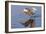 Reddish Egret Hunting-Hal Beral-Framed Photographic Print