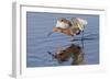Reddish Egret Hunting-Hal Beral-Framed Photographic Print
