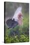 Reddish Egret in Breeding Plumage, Green Island Sanctuary, Texas, USA-Larry Ditto-Stretched Canvas