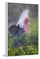 Reddish Egret in Breeding Plumage, Green Island Sanctuary, Texas, USA-Larry Ditto-Framed Photographic Print