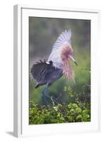 Reddish Egret in Breeding Plumage, Green Island Sanctuary, Texas, USA-Larry Ditto-Framed Photographic Print