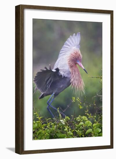 Reddish Egret in Breeding Plumage, Green Island Sanctuary, Texas, USA-Larry Ditto-Framed Photographic Print