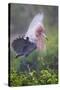 Reddish Egret in Breeding Plumage, Green Island Sanctuary, Texas, USA-Larry Ditto-Stretched Canvas