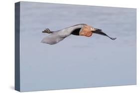 Reddish Egret in Flight-Hal Beral-Stretched Canvas