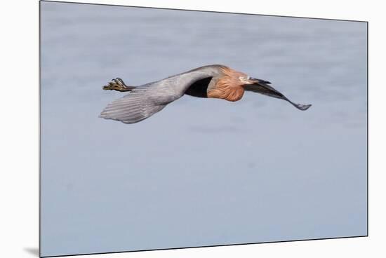 Reddish Egret in Flight-Hal Beral-Mounted Premium Photographic Print