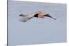 Reddish Egret in Flight-Hal Beral-Stretched Canvas