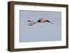 Reddish Egret in Flight-Hal Beral-Framed Photographic Print