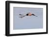 Reddish Egret in Flight-Hal Beral-Framed Photographic Print