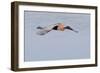 Reddish Egret in Flight-Hal Beral-Framed Photographic Print