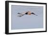 Reddish Egret in Flight-Hal Beral-Framed Photographic Print