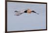 Reddish Egret in Flight-Hal Beral-Framed Photographic Print