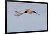 Reddish Egret in Flight-Hal Beral-Framed Photographic Print