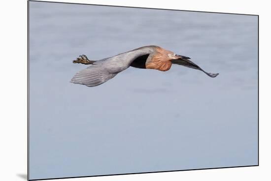 Reddish Egret in Flight-Hal Beral-Mounted Photographic Print