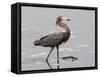 Reddish Egret, Merritt Island National Wildlife Refuge, Florida, USA-Diane Johnson-Framed Stretched Canvas
