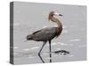 Reddish Egret, Merritt Island National Wildlife Refuge, Florida, USA-Diane Johnson-Stretched Canvas