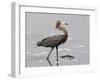 Reddish Egret, Merritt Island National Wildlife Refuge, Florida, USA-Diane Johnson-Framed Photographic Print