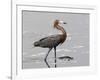 Reddish Egret, Merritt Island National Wildlife Refuge, Florida, USA-Diane Johnson-Framed Photographic Print