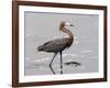 Reddish Egret, Merritt Island National Wildlife Refuge, Florida, USA-Diane Johnson-Framed Photographic Print