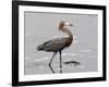 Reddish Egret, Merritt Island National Wildlife Refuge, Florida, USA-Diane Johnson-Framed Photographic Print