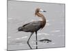 Reddish Egret, Merritt Island National Wildlife Refuge, Florida, USA-Diane Johnson-Mounted Photographic Print