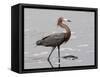 Reddish Egret, Merritt Island National Wildlife Refuge, Florida, USA-Diane Johnson-Framed Stretched Canvas