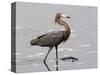 Reddish Egret, Merritt Island National Wildlife Refuge, Florida, USA-Diane Johnson-Stretched Canvas