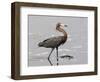 Reddish Egret, Merritt Island National Wildlife Refuge, Florida, USA-Diane Johnson-Framed Photographic Print