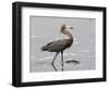 Reddish Egret, Merritt Island National Wildlife Refuge, Florida, USA-Diane Johnson-Framed Photographic Print