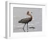 Reddish Egret, Merritt Island National Wildlife Refuge, Florida, USA-Diane Johnson-Framed Photographic Print