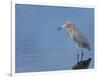Reddish egret, Merritt Island National Wildlife Refuge, Florida, USA-Maresa Pryor-Framed Premium Photographic Print