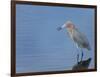 Reddish egret, Merritt Island National Wildlife Refuge, Florida, USA-Maresa Pryor-Framed Premium Photographic Print