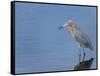 Reddish egret, Merritt Island National Wildlife Refuge, Florida, USA-Maresa Pryor-Framed Stretched Canvas