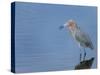 Reddish egret, Merritt Island National Wildlife Refuge, Florida, USA-Maresa Pryor-Stretched Canvas