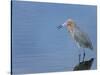 Reddish egret, Merritt Island National Wildlife Refuge, Florida, USA-Maresa Pryor-Stretched Canvas
