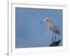 Reddish egret, Merritt Island National Wildlife Refuge, Florida, USA-Maresa Pryor-Framed Photographic Print