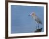 Reddish egret, Merritt Island National Wildlife Refuge, Florida, USA-Maresa Pryor-Framed Photographic Print