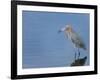 Reddish egret, Merritt Island National Wildlife Refuge, Florida, USA-Maresa Pryor-Framed Photographic Print