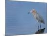 Reddish egret, Merritt Island National Wildlife Refuge, Florida, USA-Maresa Pryor-Mounted Photographic Print