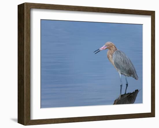 Reddish egret, Merritt Island National Wildlife Refuge, Florida, USA-Maresa Pryor-Framed Premium Photographic Print