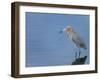 Reddish egret, Merritt Island National Wildlife Refuge, Florida, USA-Maresa Pryor-Framed Premium Photographic Print