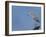 Reddish egret, Merritt Island National Wildlife Refuge, Florida, USA-Maresa Pryor-Framed Premium Photographic Print