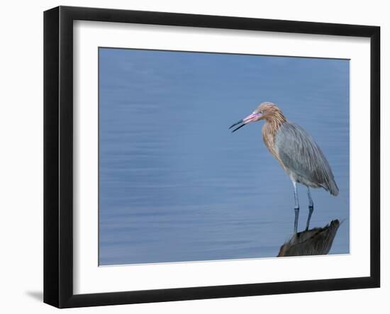 Reddish egret, Merritt Island National Wildlife Refuge, Florida, USA-Maresa Pryor-Framed Premium Photographic Print