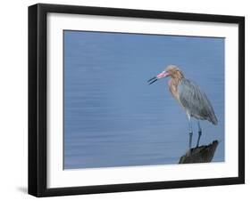 Reddish egret, Merritt Island National Wildlife Refuge, Florida, USA-Maresa Pryor-Framed Premium Photographic Print