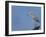 Reddish egret, Merritt Island National Wildlife Refuge, Florida, USA-Maresa Pryor-Framed Premium Photographic Print