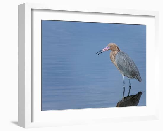 Reddish egret, Merritt Island National Wildlife Refuge, Florida, USA-Maresa Pryor-Framed Premium Photographic Print